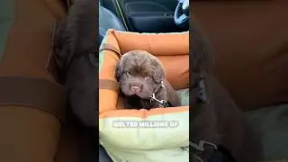 Этот щенок покоряет TikTok своей миловидностью 🥺 | Кокер-спаниель x шарпей с Джорджи