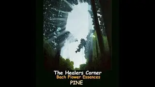 BACH FLOWER ESSENCES -  Pine