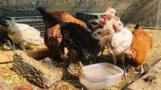 Raising my lossless chicks 🐥