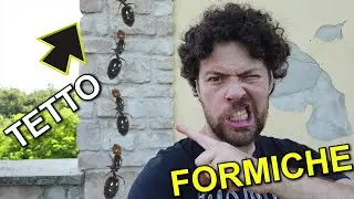 Come eliminare le formiche dal tetto in legno