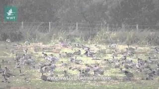 20,000 Pink-footed geese at WWT Martin Mere September 2013