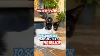 #кот