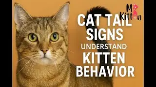 Cat Tail Signs Explained: Understand Your Kitten&rsquo;s Behavior in Minutes! : Mykitten