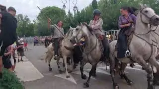 31 Août 2025 Bandido De 10 Taureaux Manade Robert H Manade Des Chardons À St. Laurent Des Arbres 