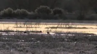 Bird Orchestration #1