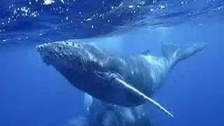 Blue whale game 1 to 50 chanel