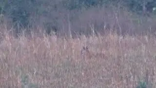 Tracking the Wild At Corbett Forest Uttarakhand