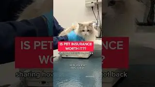 How much $$ we got back from pet insurance! #pethealth #petinsurance #adorablecats