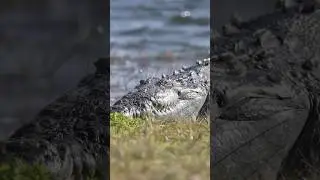 Cocodrilo VS Tibur&oacute;n