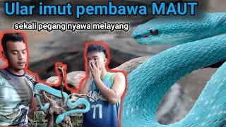 Ular biru milik sultan Tasik | trimeresurus insularis