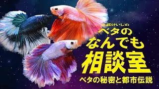 高知熱帯魚サービス　店内紹介　2025年12月24日