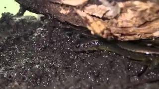 Northern Dusky Salamander Eats Fruit Fly