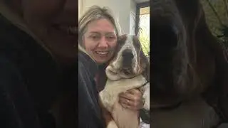 Trigger Bingbong the Basset Hound 🥰