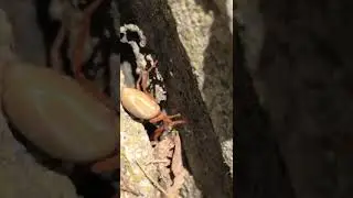 Woodlouse spider finding a hiding spot