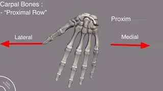 Wrist bones||Proximal and Distal row of carpal bones...