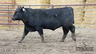Lot 71