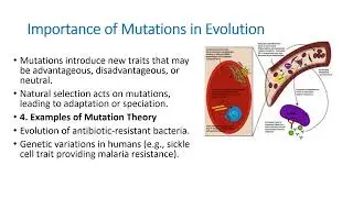 Mutation Theory in Evolution: Exploring Genetic Changes and Their Role in Adaptation
