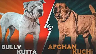 Bully Kutta VS Afghan Kuchi Dog || Who's Best Dog || Guard Dog Comparison
