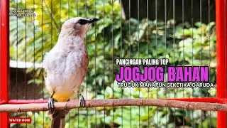 TRUCUKAN gacor TARUNG ROPEL PANJANG pancingan trucukan agar bunyi MASTERAN trucuk gacor EMOSI