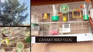 How I Care For My Canary Birds | My Canary Birds Pet | Canary Pet Vlog.