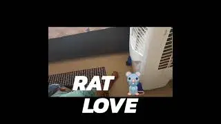 how to eat cute white rats | mouse | white mice | #tribenimohapatra#shorts