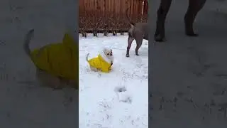 Big dog and little dog snow playtime is too cute 😭 #pets #wholesome #dogvideo#shorts