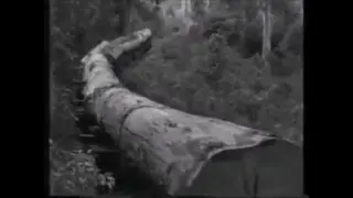 Avifeft - Epenetic