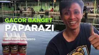 MAKANIN BANGET❗️Sodok Essen Paparazi X essen Matador ijo | Umpan Lur Bending #bfsfishing #fishing 