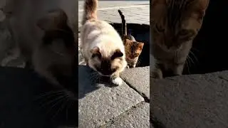 Wow cats surprised #animallife #funnyanimals #animalvide #pets #petsrule #funnycats #funnypets