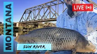 #LIVE #FISHING - E47 - Carp fishing on the Sun River in Montana