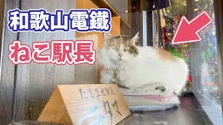 【猫駅長】和歌山電鉄のニタマ駅長に会いに行った【和歌山】