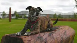Brand-New Icaria Dog Park | The Glades at Byford Land Estate