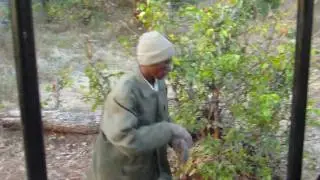 Josh/EJ - Tracking a Leopard (Matetsi Preserve)