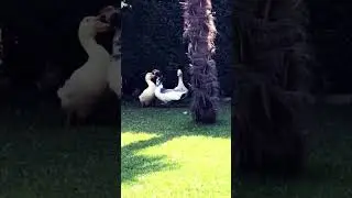 Muscovy Ducks vs Pekinducks 🔔 Boys Fighting The Second Round!