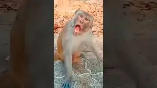 cute tiger cub 🐅 💞 & monkey 🐒 funny 🤣#funnyvideos #tiger #monkey #viral #video #funny #shorts #yt