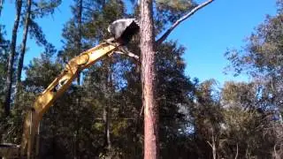 Painful Big tree removal with excavator