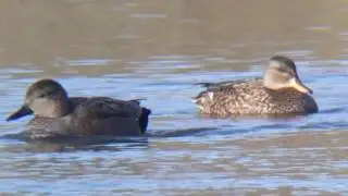 Canard chipeau parade