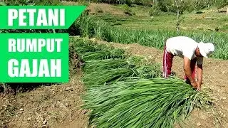 🔵 Jangan Sepelekan Petani rumput gajah || BISA MENGHIDUPI SATU KELUARGA#Eps47