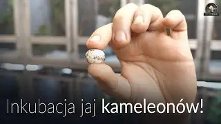 JAK INKUBOWAĆ JAJA KAMELEONÓW JEMEŃSKICH!