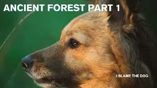 Lost in an Ancient Forest &ndash; Part 1 | Dog ASMR Walking Adventure