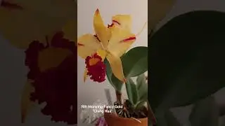 Rth. Hsinying Fancy Gold 'Ching Hua'