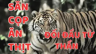 SĂN CỌP DỮ ĂN THỊT - TỬ THẦN ĐẤT QUẢNG || Người Rừng Kể Chuyện
