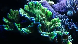 Spongodes