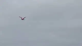 Roseate Spoonbill Flies Over Cabbage Palms & Red Mangroves at Black Point Wildlife Drive! Merritt 