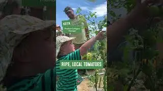 Farm-Fresh Tomatoes