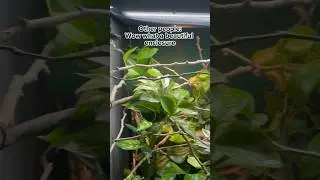 Setting up a chameleon enclosure
