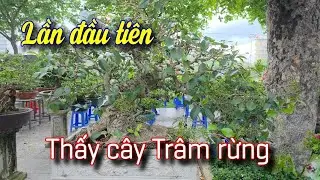 SH.10949. Lần đầu tiên thấy cây Trâm rừng chơi đẹp quá. 