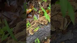 Vibrant fungus clings to weathered wood #hiking #nature #naturebeauty #naturelover #fungus #shorts