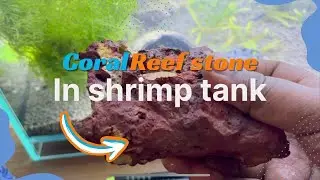 Benefits of adding coral reef stone in a shrimp tank | coral in neocaridina shrimp aquarium