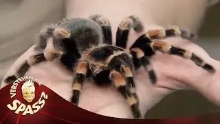 Die digitale Spinne von Simon Pierro | Verstehen Sie Spa&szlig;?